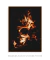 Quadro Decorativo Salamandras 35 na internet