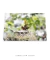 Imagem do Quadro Orquídeas 03