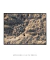 Quadro Floripa - Praia da Daniela 04 - loja online