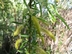 SAUCE CRIOLLO (SALIX HUMBOLDTIANA)