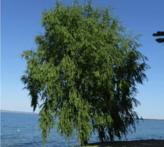 SAUCE CRIOLLO (SALIX HUMBOLDTIANA) - comprar online