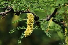 CALDEN (PROSOPIS CALDENIA) - comprar online