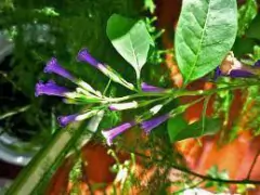 TALILLA (LYCIUM CESTROIDES) - comprar online