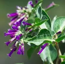 TALILLA (LYCIUM CESTROIDES)