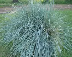 PASPALUM (PASPALUM EXALTATUM)