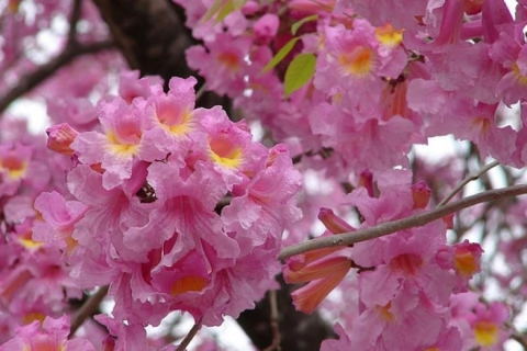 LAPACHO ROSADO (HANDROANTHUS IMPETIGINOSA)