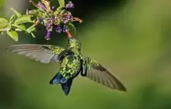 TALILLA (LYCIUM CESTROIDES) en internet