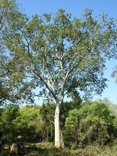 TIMBÓ BLANCO (ALBIZIA INUNDATA) - comprar online