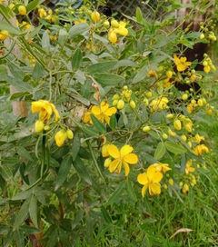 SEN DEL CAMPO (SENNA CORYMBOSA) en internet