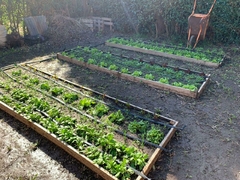 Huerta Agroecológica - comprar online