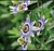 HERBÁCEAS, ACUÁTICAS Y PALUSTRES