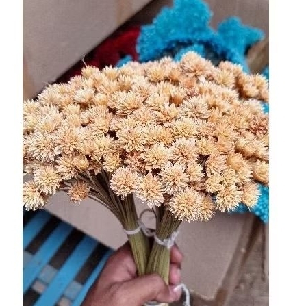 Botão Espeta Nariz , buquê com 100 hastes, desidratado flores secas
