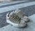 Adidas Bad Bunny Campus en internet