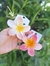 Broche Hawai - comprar online