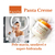 Panta Creme 220g Pele Macia, Sedosa E Perfumada Por Muito Mais Tempo na internet