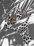 Bikini com Calcinha Regulável Onça - comprar online