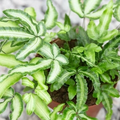 Helecho Pteris