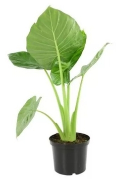 Alocasia Oreja de Elefante