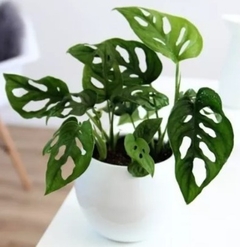 Monstera Andasonii / Philodendro Peruviano