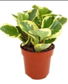 Peperomia Variegada