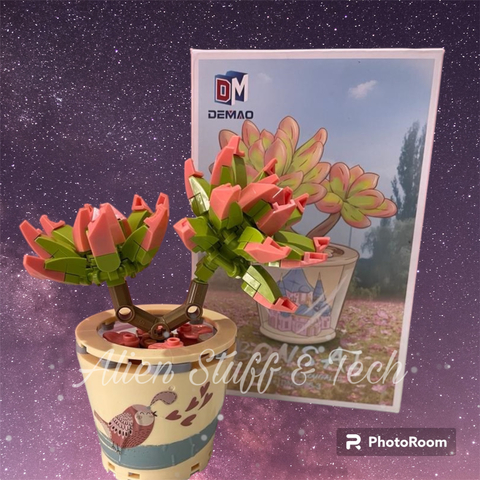 Bonsai Echeveria Macdougallii