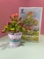 Cotyledon Tomentosa Harv en internet