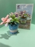 Graptopetalum Paraguayense - comprar en línea