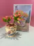 Bonsai Echeveria Macdougallii - comprar en línea