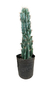 CACTUS MONSTRUOSO (G) en internet