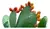 CACTUS OPUNTIA NOPAL en internet