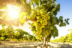 Banner de la categoría CHENIN DULCE