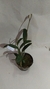 MINI CATTLEYA