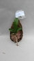 PHALAENOPSIS BASTIANII MADEIRINHA