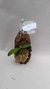 PHALAENOPSIS BASTIANII MADEIRINHA