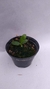 PHALAENOPSIS BASTIANII