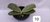 PHALAENOPSIS VIOLACEA SUMATRA - comprar online