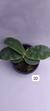 PHALAENOPSIS VIOLACEA SUMATRA