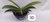 PHALAENOPSIS CORNU SERV RED COM JUNGLE