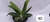 PHALAENOPSIS CORNU SERV RED COM JUNGLE
