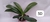 PHALAENOPSIS CORNU SERV RED COM JUNGLE