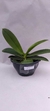 PHALAENOPSIS CORNU SERV RED COM JUNGLE COM MUDA