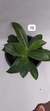 PHALAENOPSIS CORNU SERV RED COM JUNGLE COM MUDA - comprar online