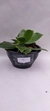 PHALAENOPSIS CORNU SERV RED COM JUNGLE COM MUDA