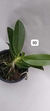 PHALAENOPSIS CORNU SERV RED COM JUNGLE COM HASTE - comprar online