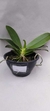 PHALAENOPSIS CORNU SERV RED COM JUNGLE COM HASTE