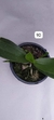 PHALAENOPSIS CORNU SERV RED COM JUNGLE COM AVARIA - comprar online