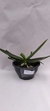 PHALAENOPSIS CORNU SERV RED COM JUNGLE COM AVARIA