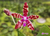 PHALAENOPSIS BASTIANII - comprar online