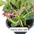 PHALAENOPSIS CORNU SERV RED COM JUNGLE - Orquidário Fogaça