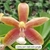 PHALAENOPSIS CORNU SERV RED COM JUNGLE - comprar online